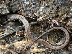 Gosodesmus claremontus