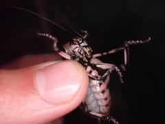 Cyphoderris monstrosa