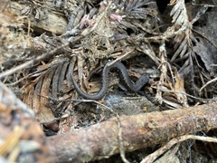 Gosodesmus claremontus