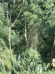 Bocconia frutescens