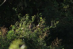 Saltator grandis