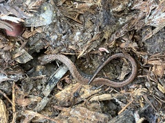 Gosodesmus claremontus