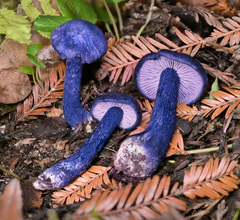 Entoloma subcarneum