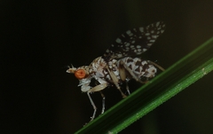 Trypetoptera punctulata