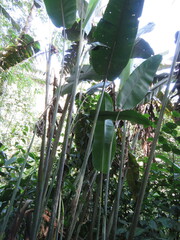 Heliconia vellerigera