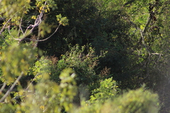 Saltator grandis