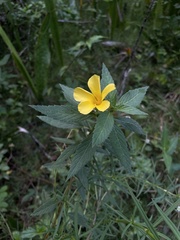 Turnera ulmifolia