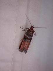 Dasypyga alternosquamella