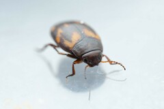 Clarkhydrus corvinus