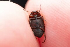 Clarkhydrus corvinus