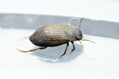 Leconectes striatellus