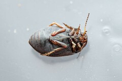 Leconectes striatellus