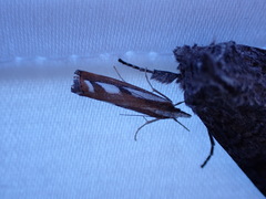 Catoptria latiradiellus