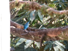 Chalcothraupis ruficervix