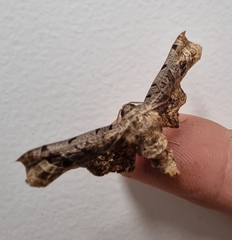 Thyridoidea