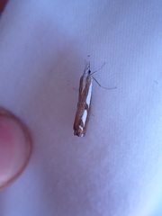 Catoptria latiradiellus