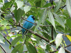 Tersina viridis