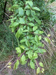 Prunus lusitanica