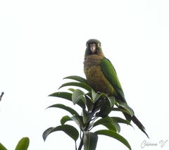 Eupsittula nana