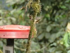 Philodice mitchellii