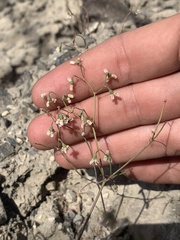 Eriogonum nutans nutans