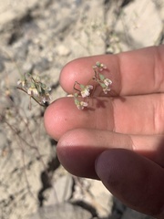 Eriogonum nutans nutans