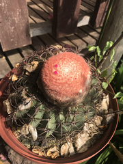 Melocactus