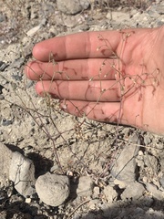 Eriogonum nutans nutans