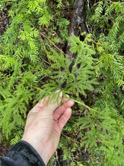 Austrolycopodium paniculatum