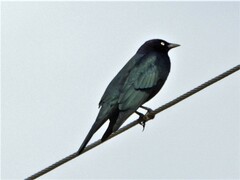 Euphagus cyanocephalus