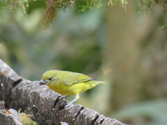 Euphonia