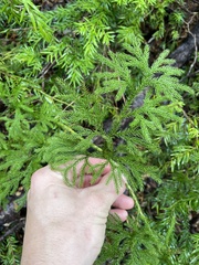 Austrolycopodium paniculatum