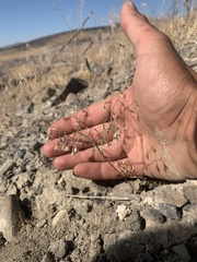 Eriogonum nutans nutans