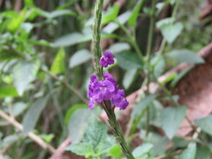 Stachytarpheta jamaicensis