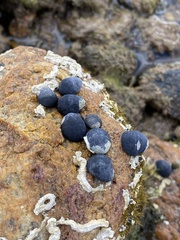 Nerita atramentosa