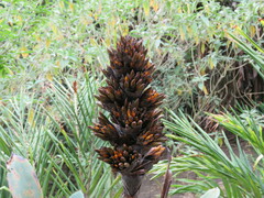 Puya aequatorialis
