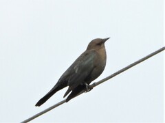 Euphagus cyanocephalus