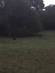 Thylogale billardierii