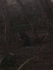 Thylogale billardierii