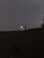 Thylogale billardierii