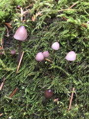 Mycena purpureofusca