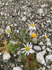 Tripleurospermum