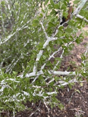Schaefferia cuneifolia