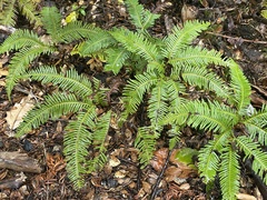 Gleicheniaceae