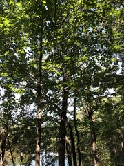 Tilia americana americana