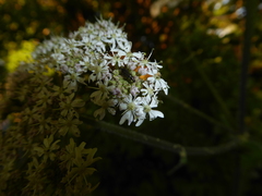 Grammoptera ruficornis