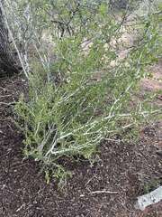 Schaefferia cuneifolia