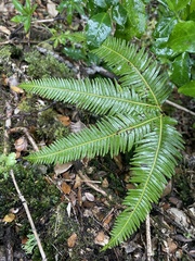 Gleicheniaceae