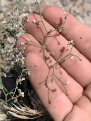 Eriogonum nutans nutans