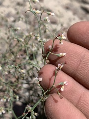 Eriogonum nutans nutans